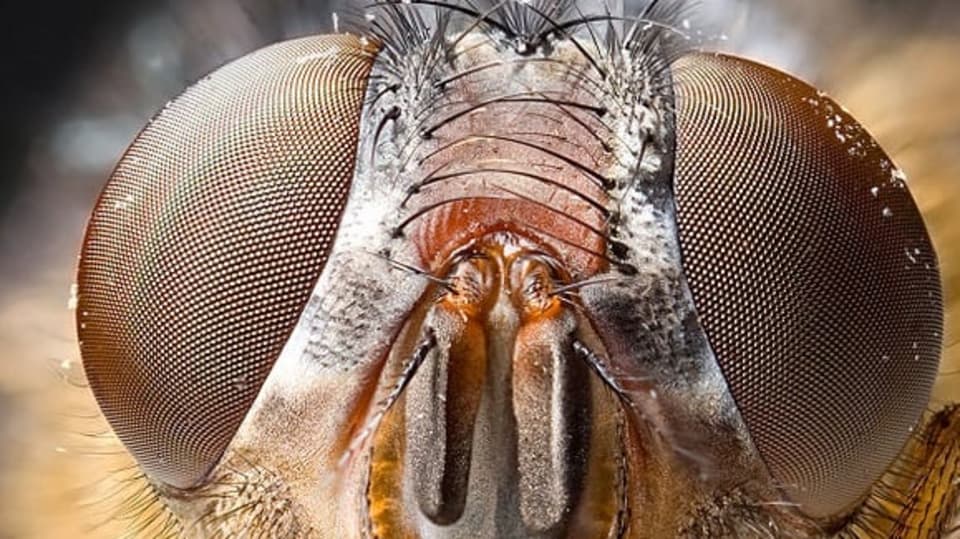 Calliphora_sp